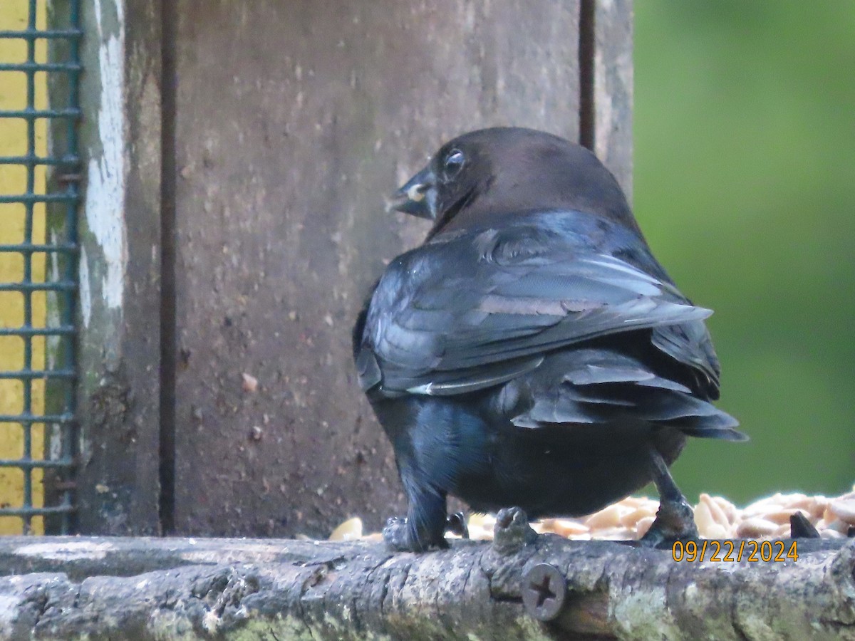 Brown-headed Cowbird - Susan Leake