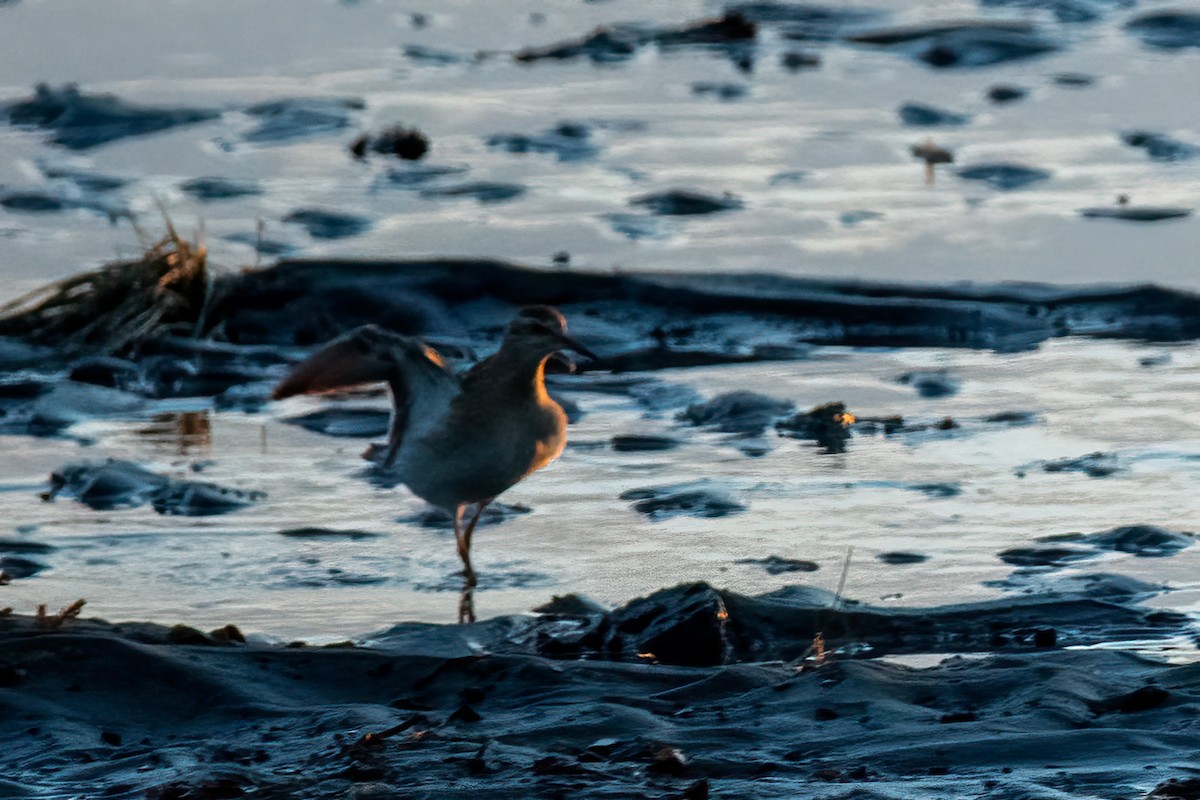 Sharp-tailed Sandpiper - ML624037151