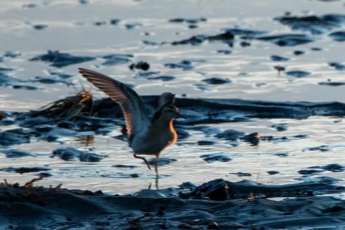 Sharp-tailed Sandpiper - ML624037152