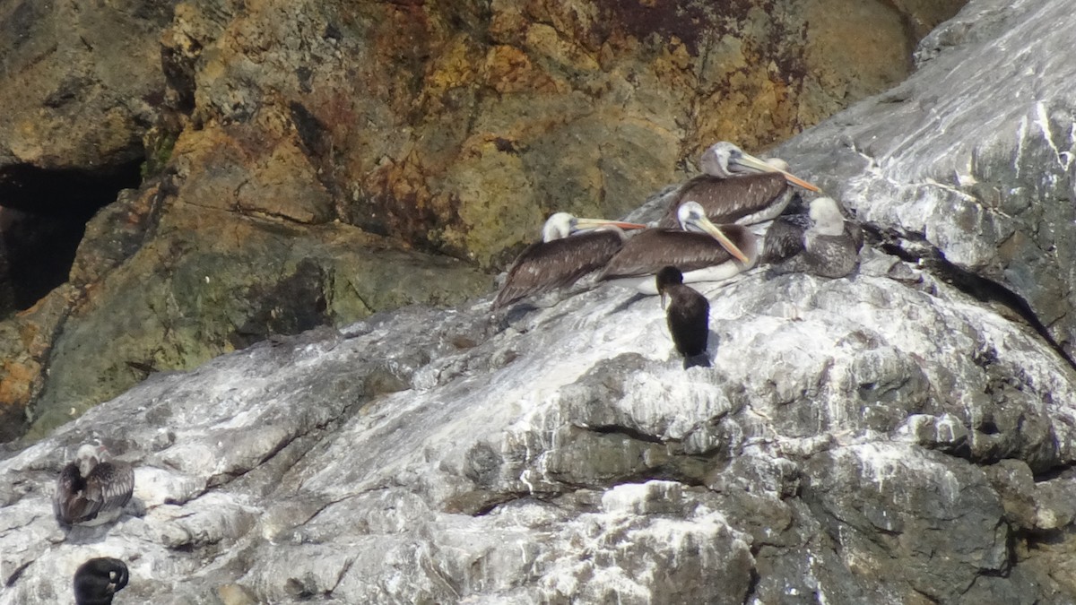 Peruvian Pelican - ML624037155