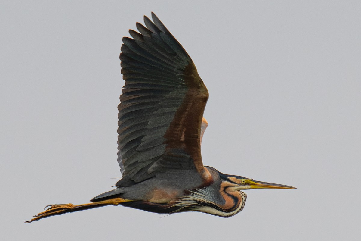 Purple Heron - Ondřej Zeman