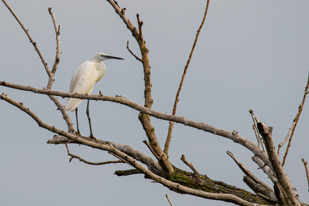 Little Egret - ML624037204