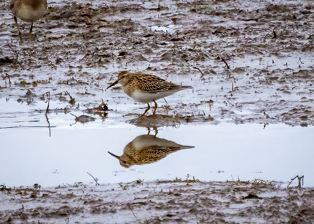 Pectoral Sandpiper - ML624037224