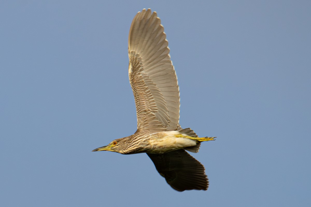 Black-crowned Night Heron - ML624037245