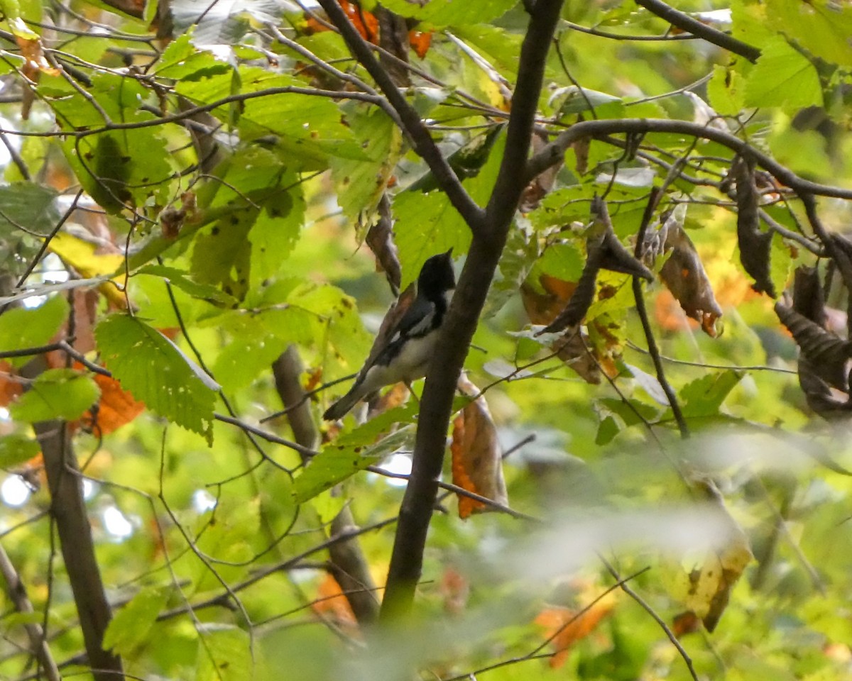 Black-throated Blue Warbler - ML624037277