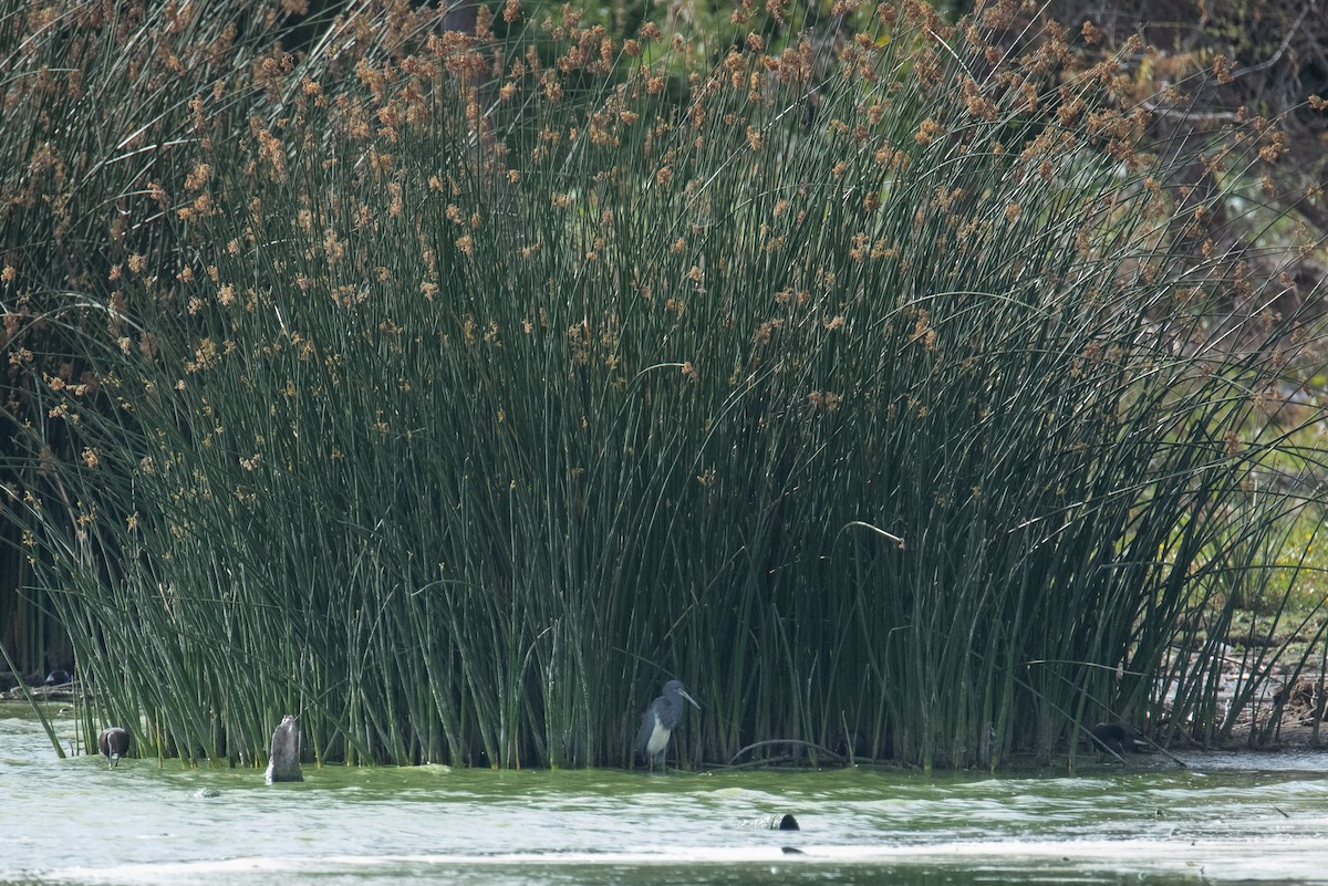 Tricolored Heron - Toby Rowland