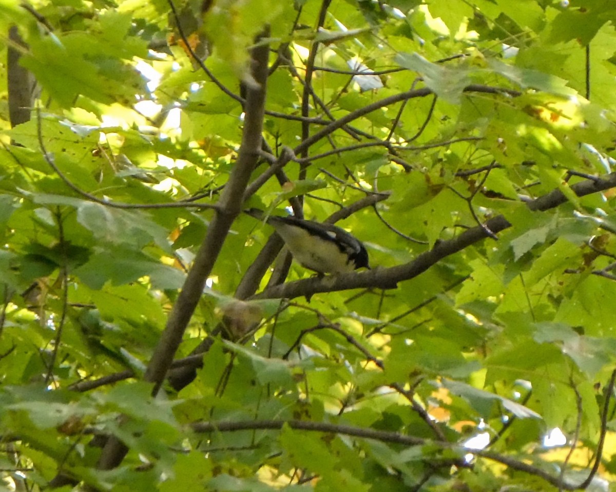 Black-throated Blue Warbler - ML624037297