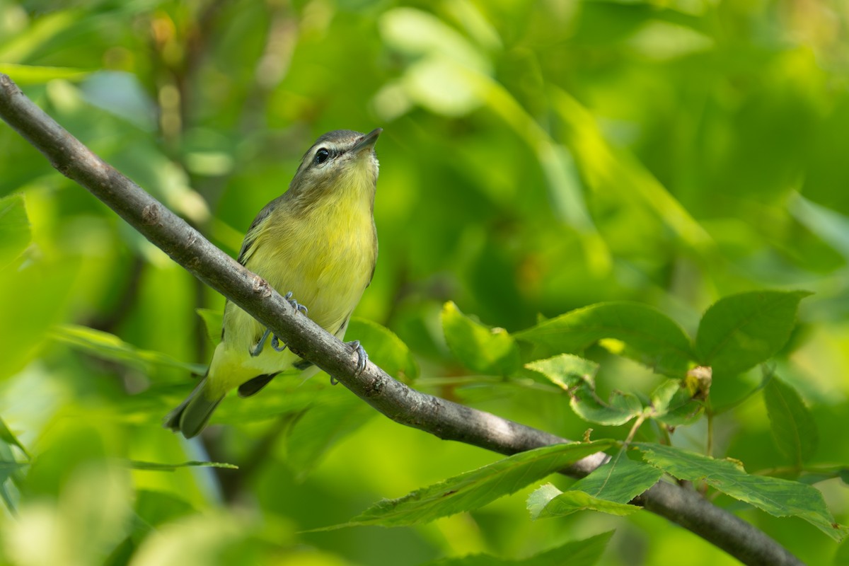 Philadelphia Vireo - Bernard Rodrigue