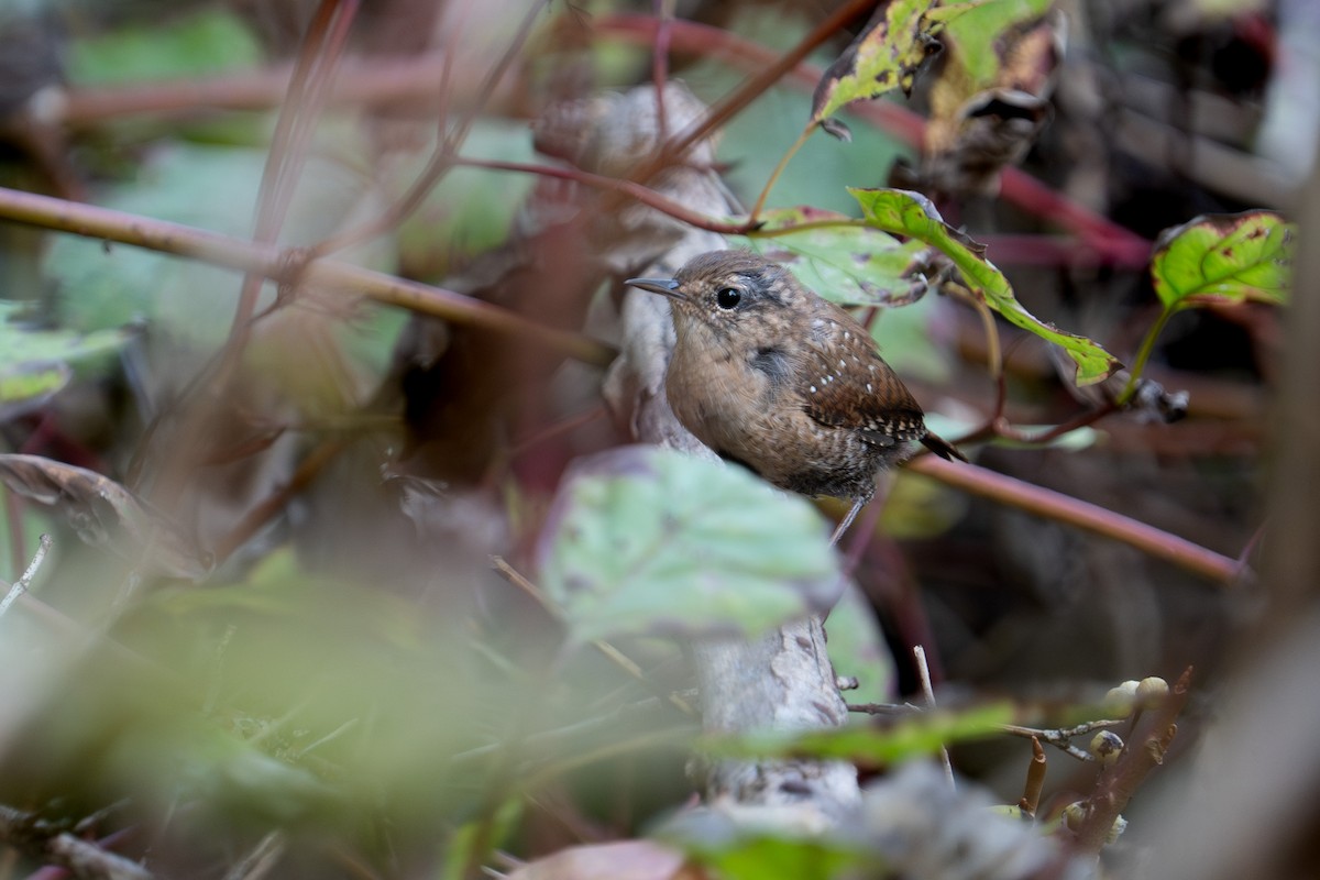 Winter Wren - Bernard Rodrigue