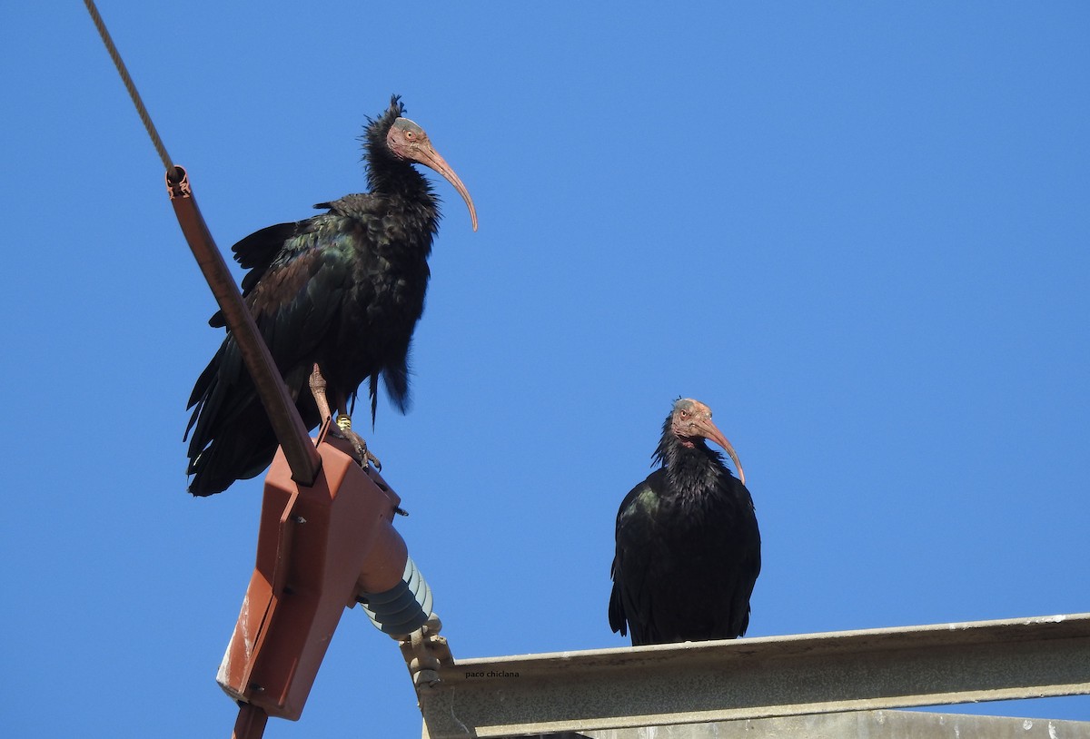 Northern Bald Ibis - ML624037378