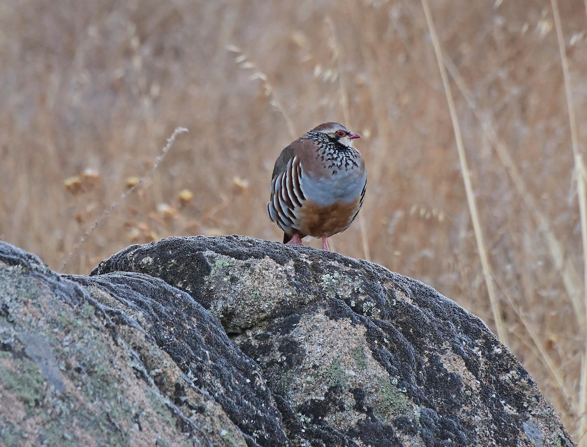 Red-legged Partridge - ML624037388