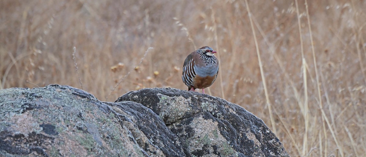 Red-legged Partridge - ML624037391