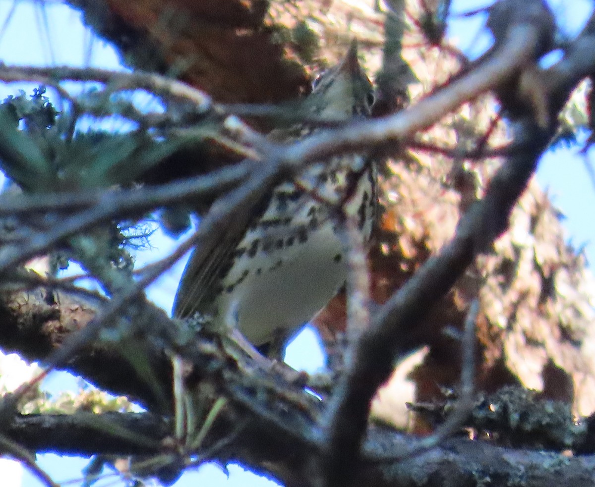 Wood Thrush - ML624037399