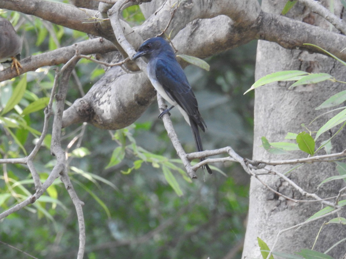 Drongo Ventriblanco - ML624037404