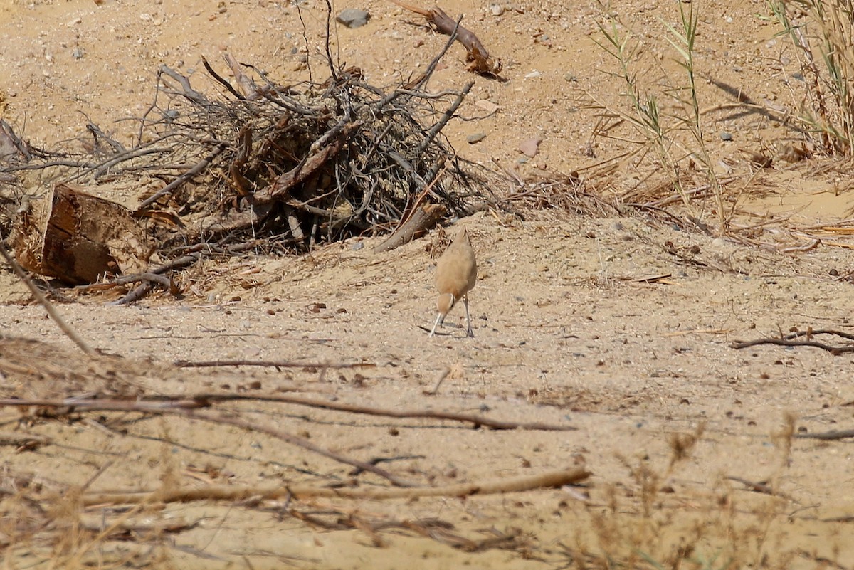 Cream-colored Courser - Chris Kehoe