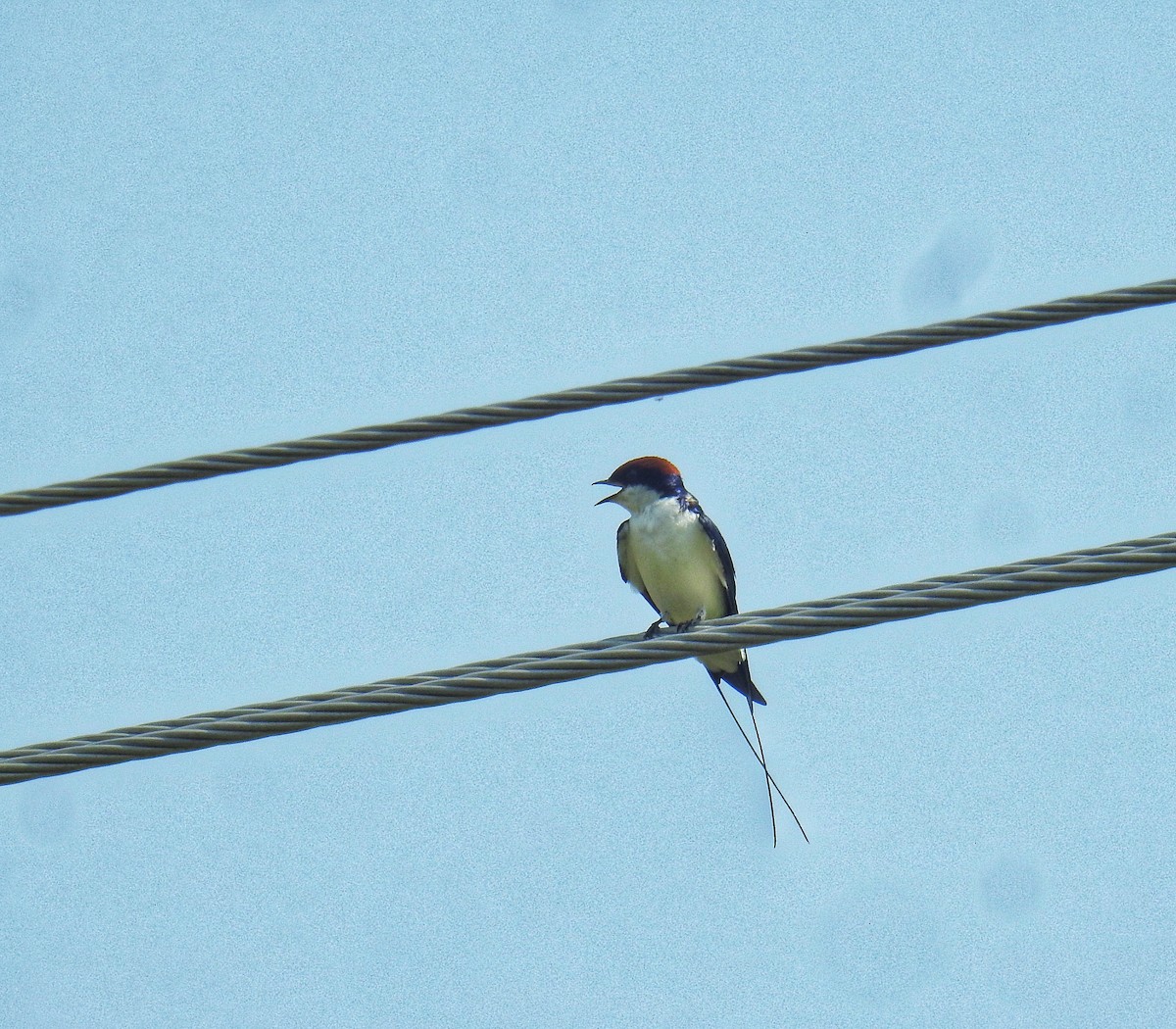 Golondrina Colilarga - ML624037428