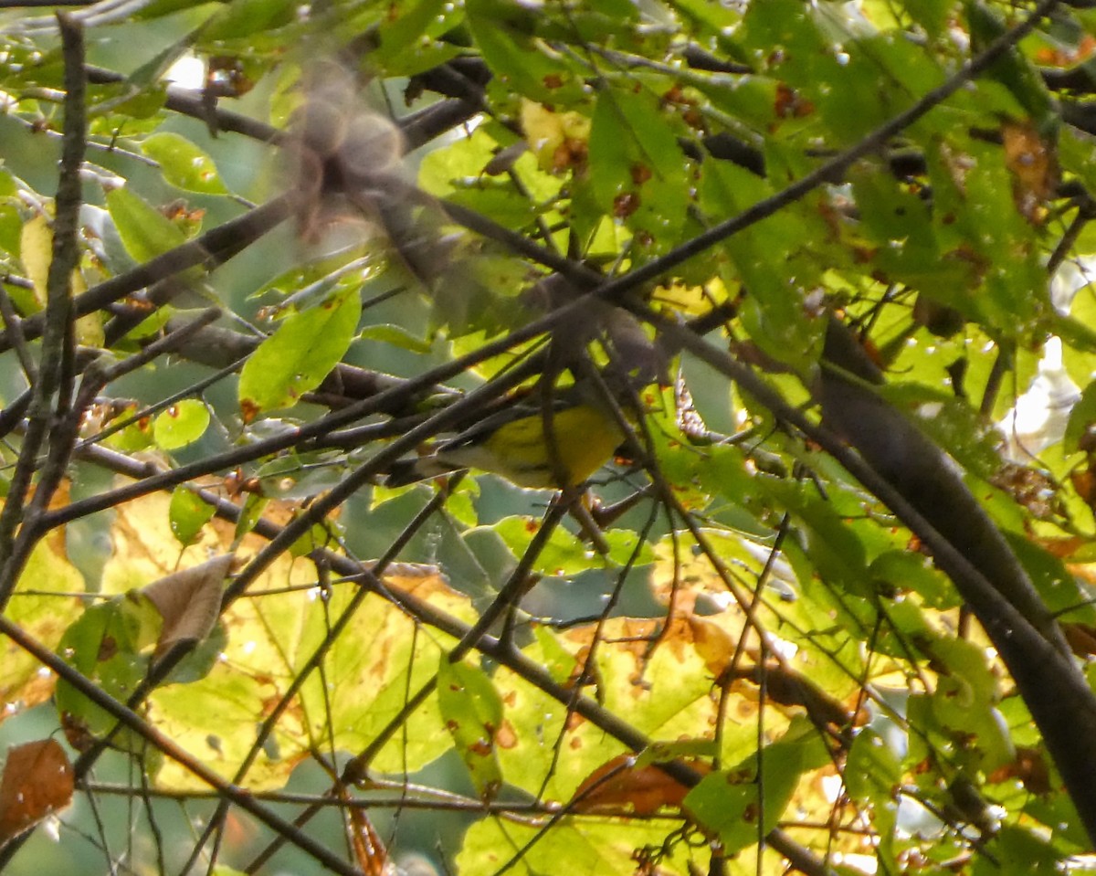 Magnolia Warbler - ML624037445