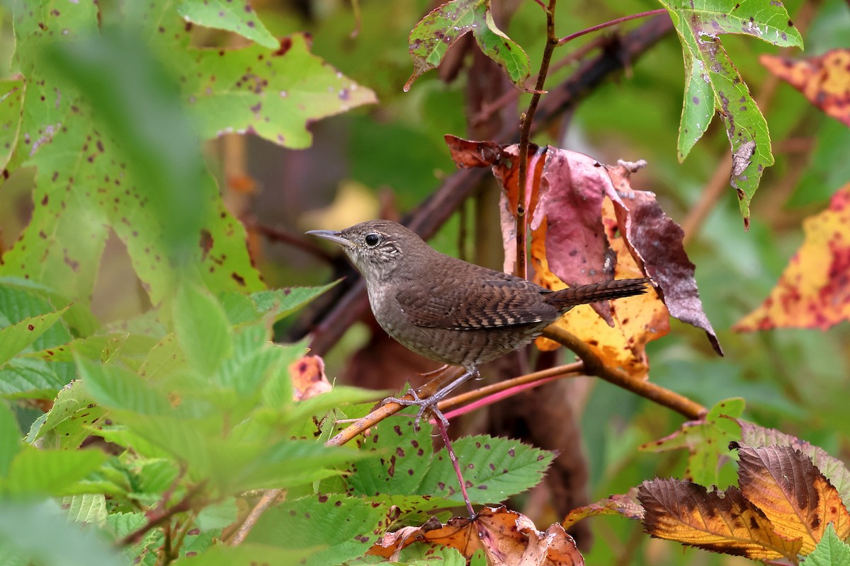 House Wren - ML624037461