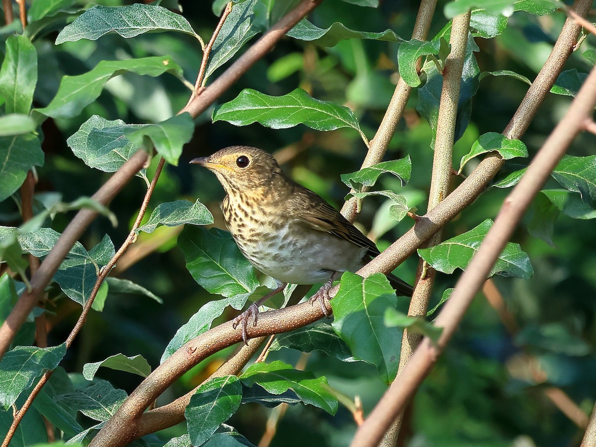 Swainson's Thrush - ML624037493