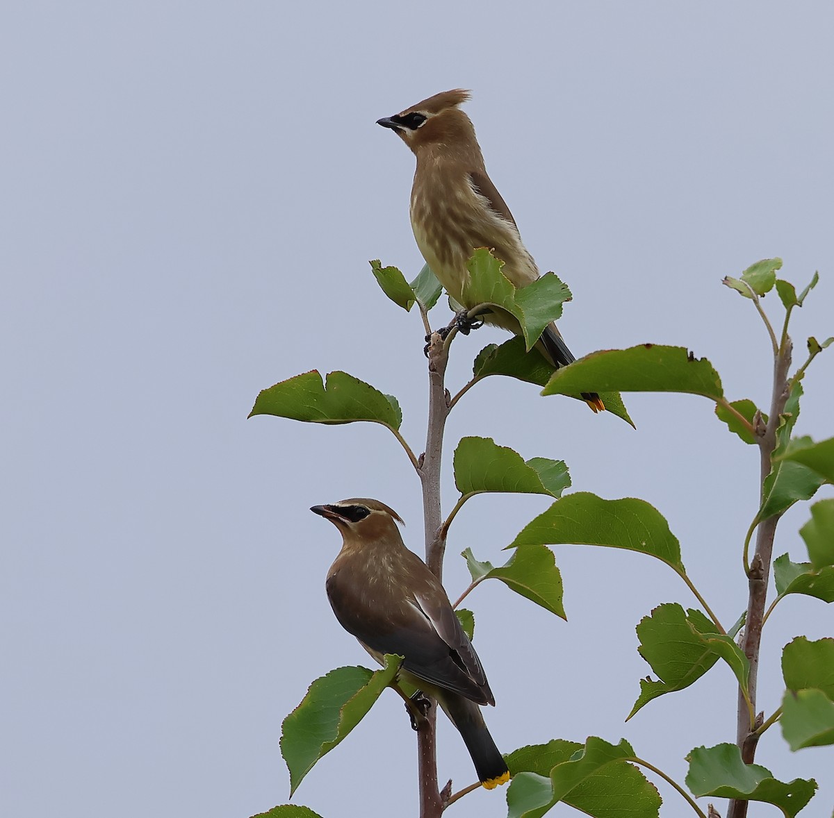 Cedar Waxwing - ML624037499