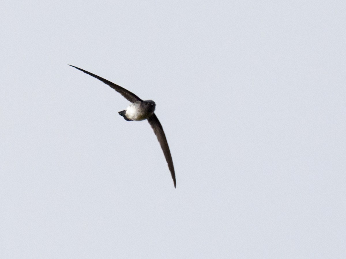 Glossy Swiftlet - ML624037524