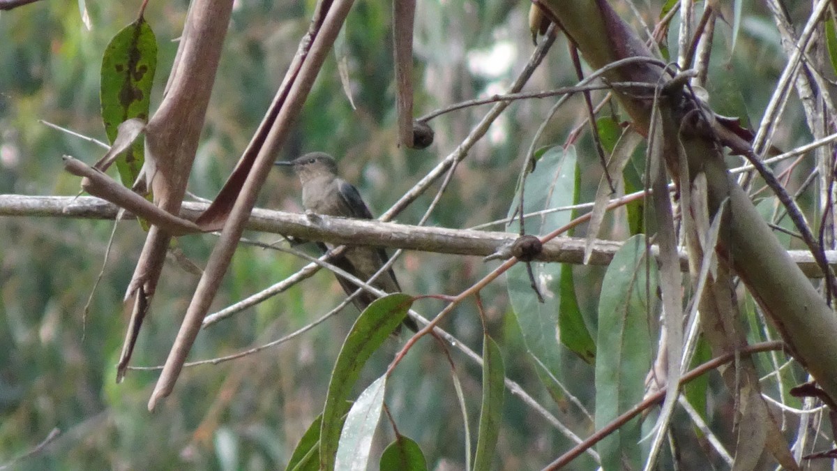 Giant Hummingbird - ML624037540