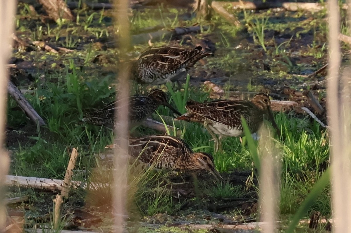 Wilson's Snipe - ML624037541