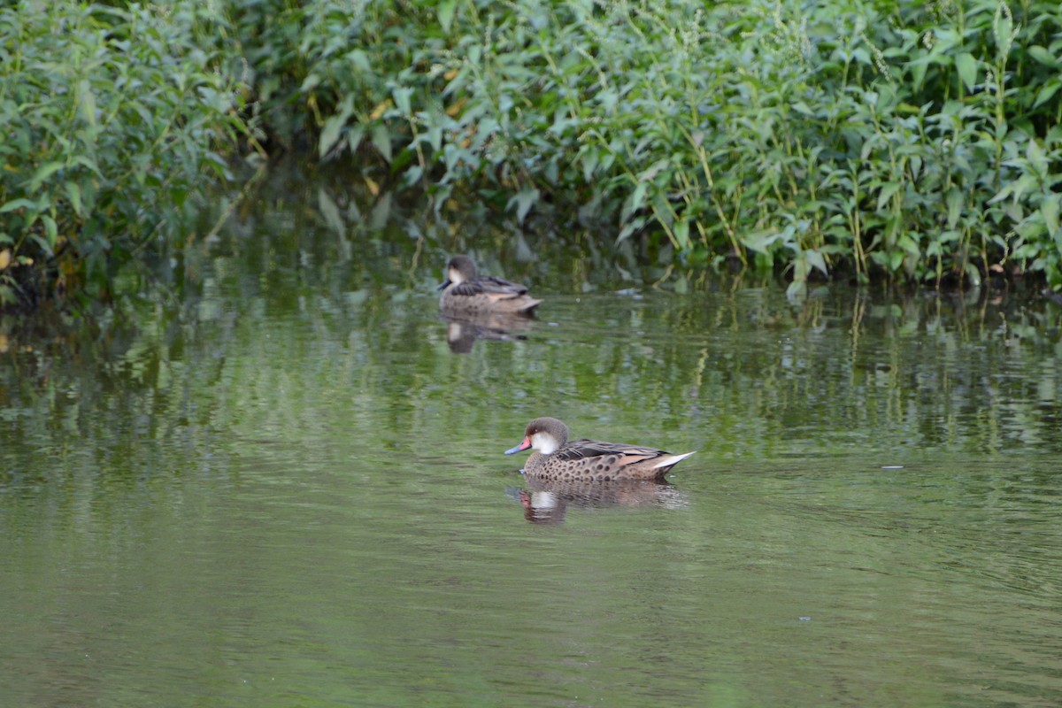 White-cheeked Pintail (Galapagos) - ML624037548