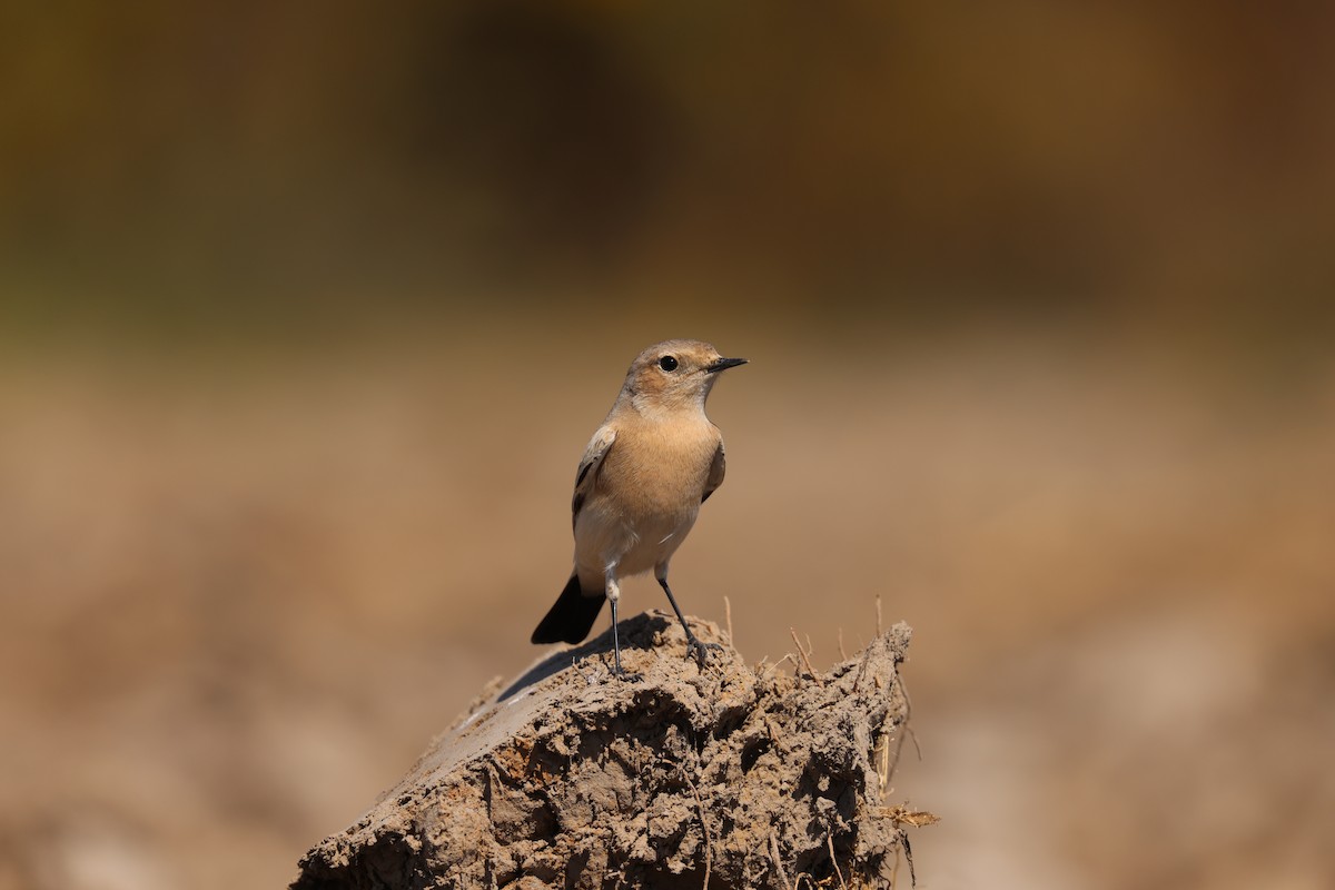 Desert Wheatear - ML624037549