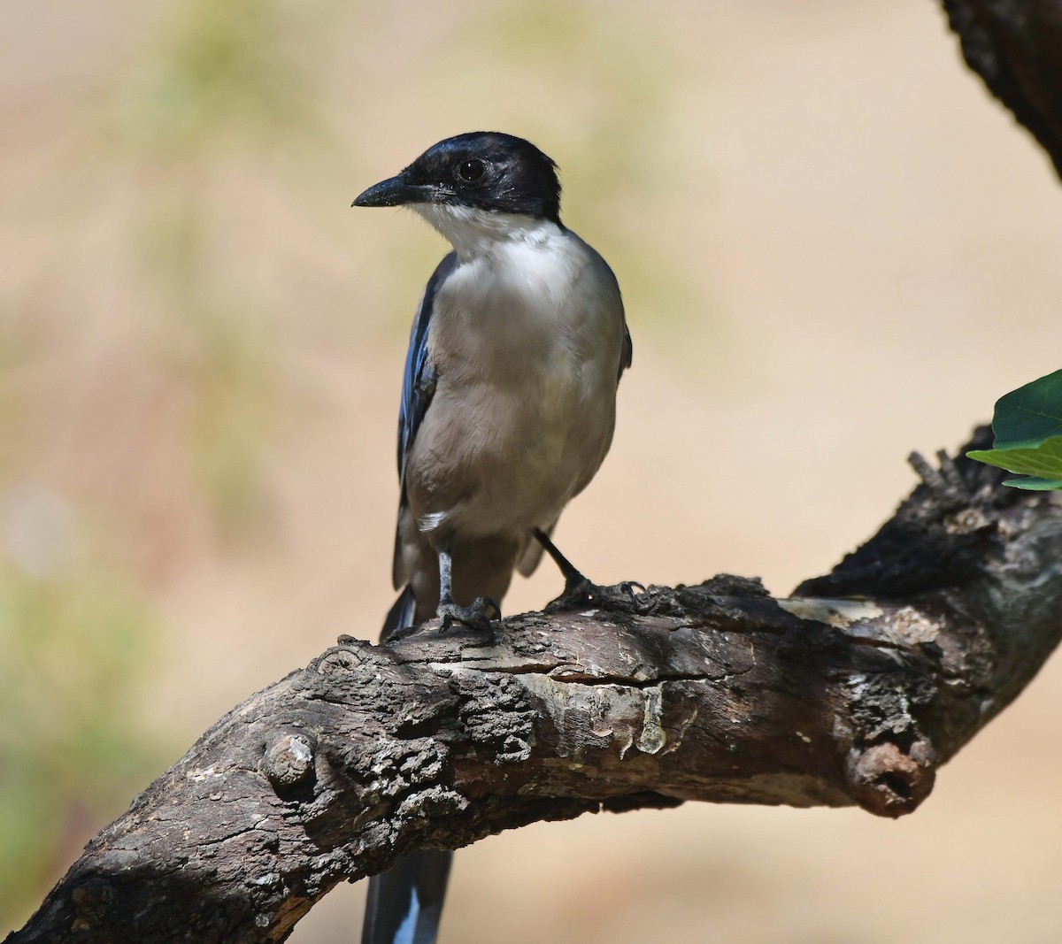 Iberian Magpie - Sharon Lynn