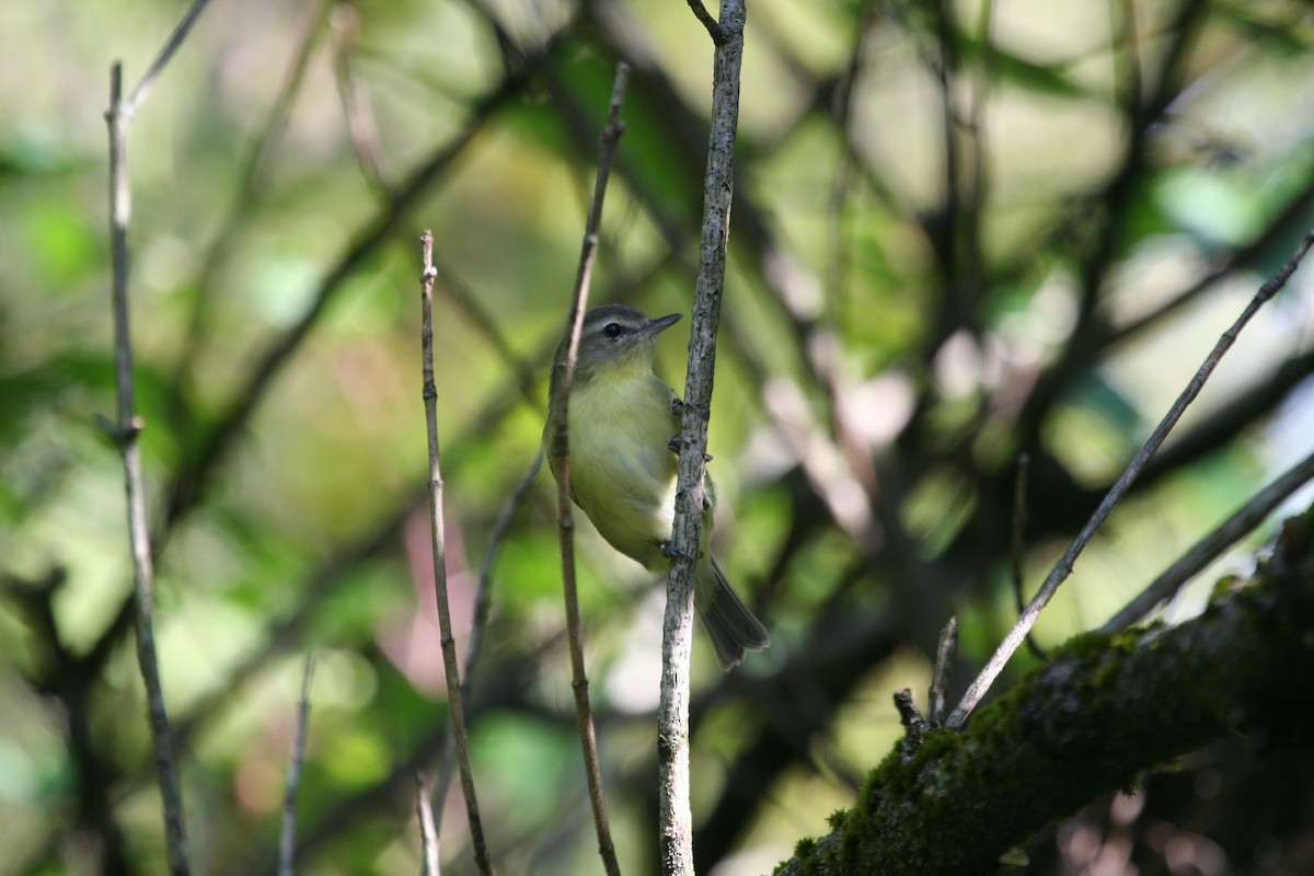 Philadelphia Vireo - ML624037578