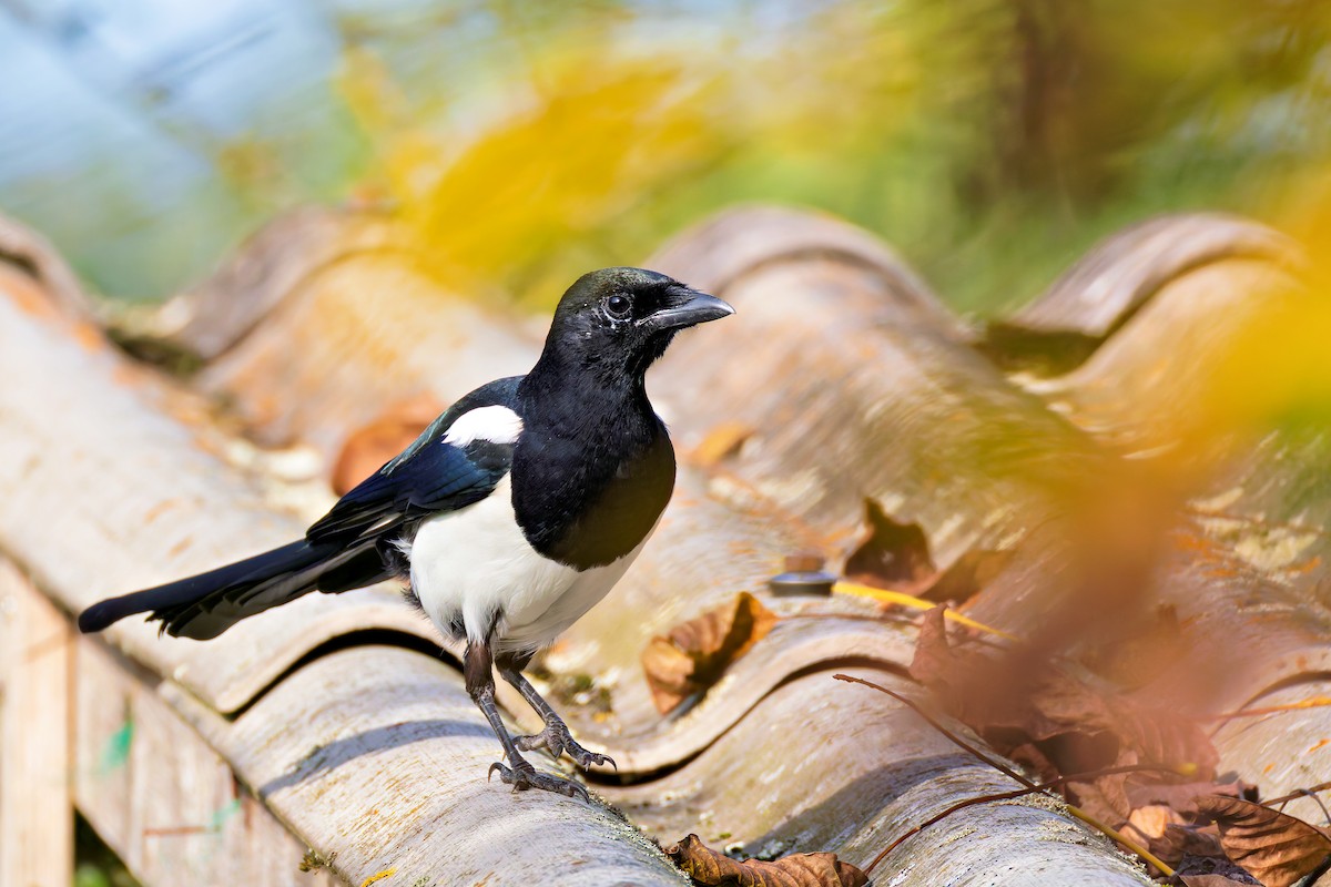 Eurasian Magpie - ML624037593