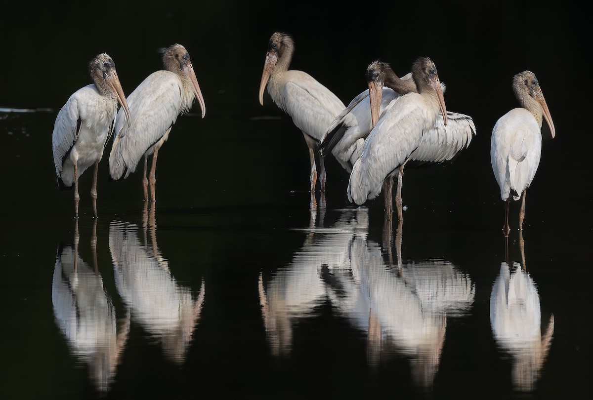 Wood Stork - ML624037605