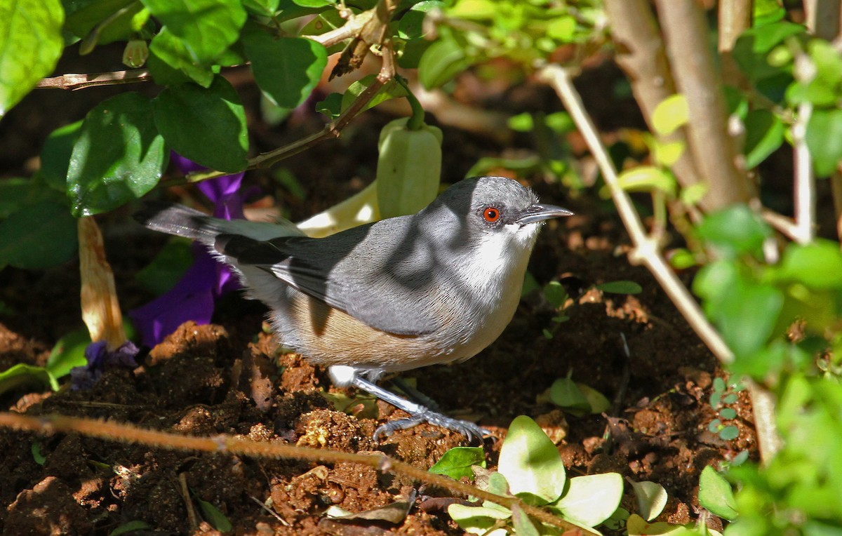 Mauritius Gray White-eye - Paul Lewis