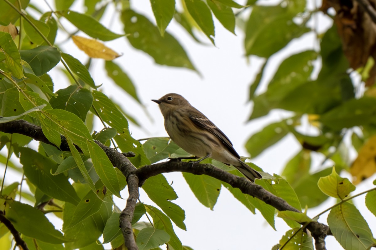 Yellow-rumped Warbler - ML624037612