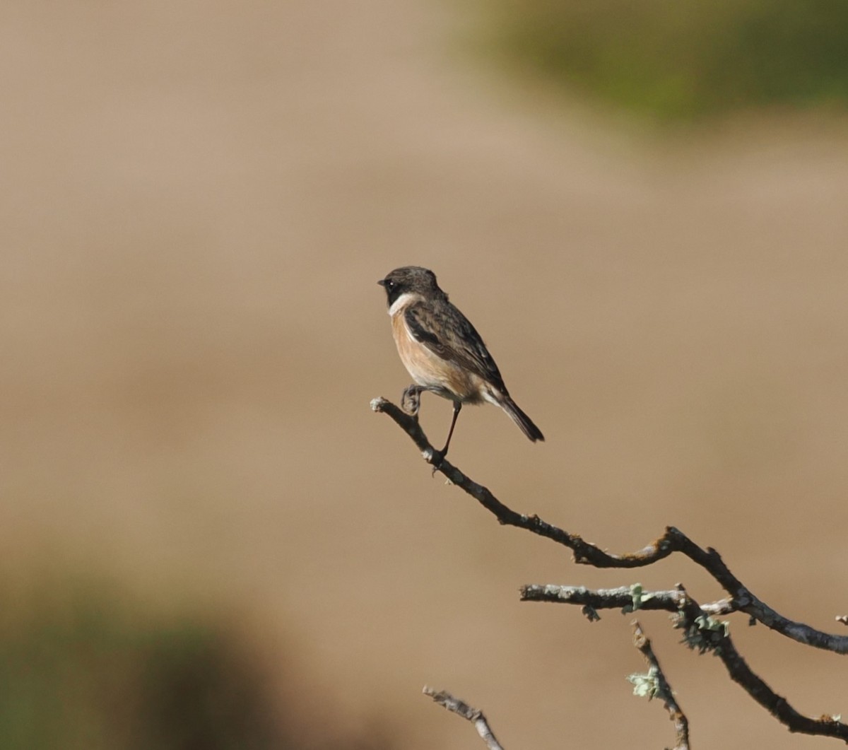 European Stonechat - ML624037635