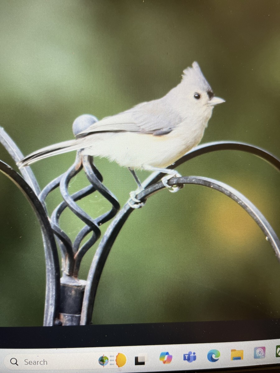 White-breasted Nuthatch (Eastern) - ML624037663