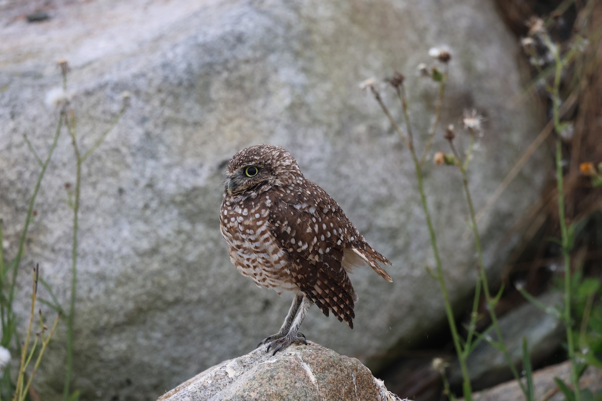 Burrowing Owl - Richard Giles