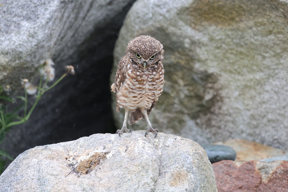 Burrowing Owl - ML624037670