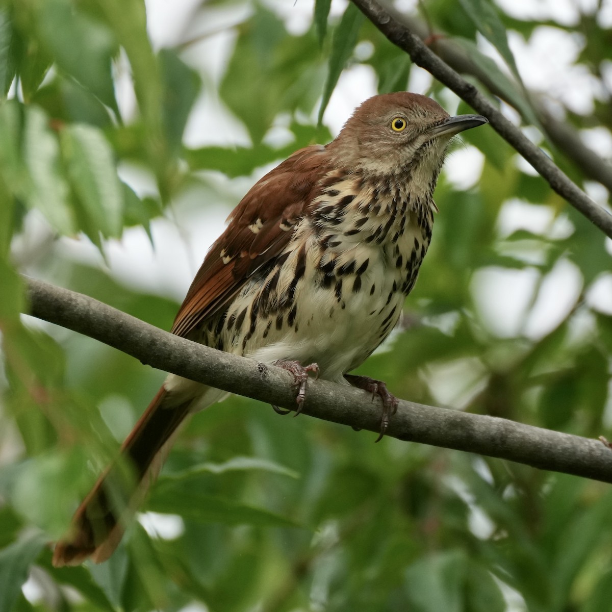 Brown Thrasher - ML624037689