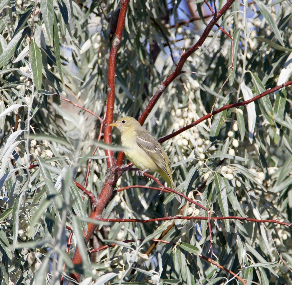 Piranga à tête rouge - ML624037717