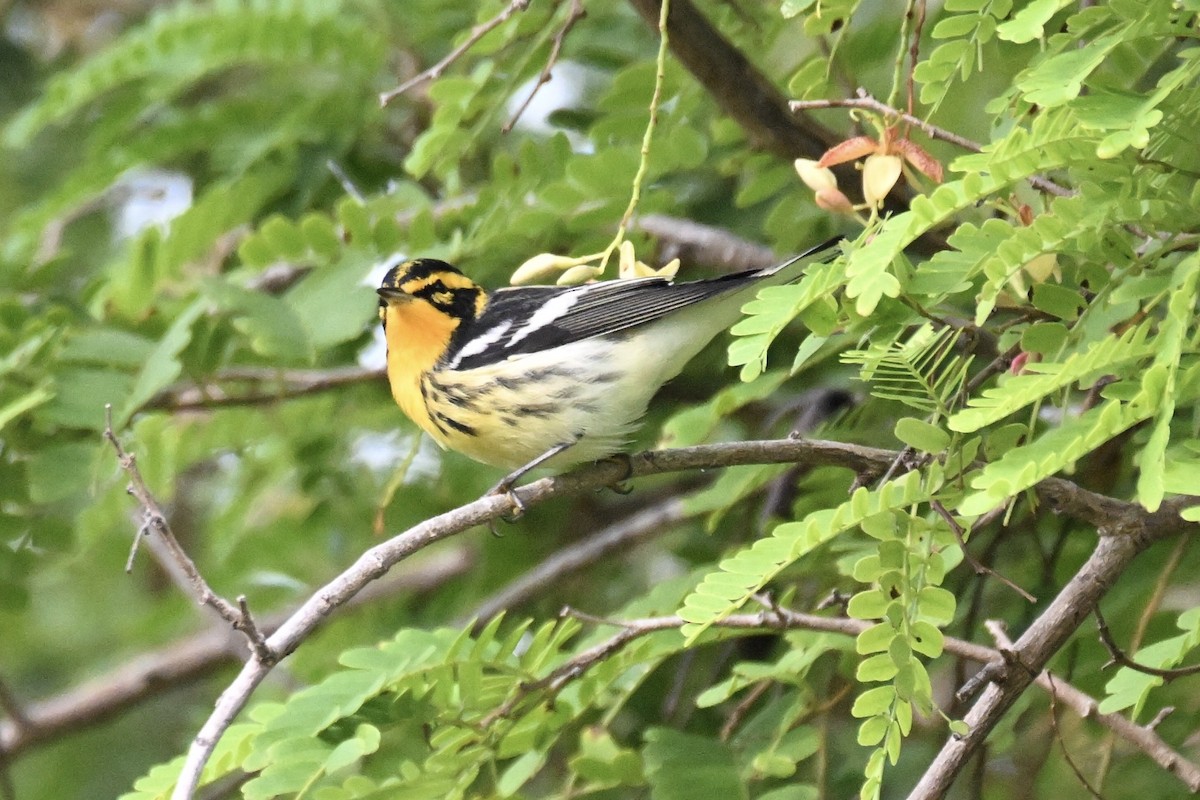 Blackburnian Warbler - Simon Artuch