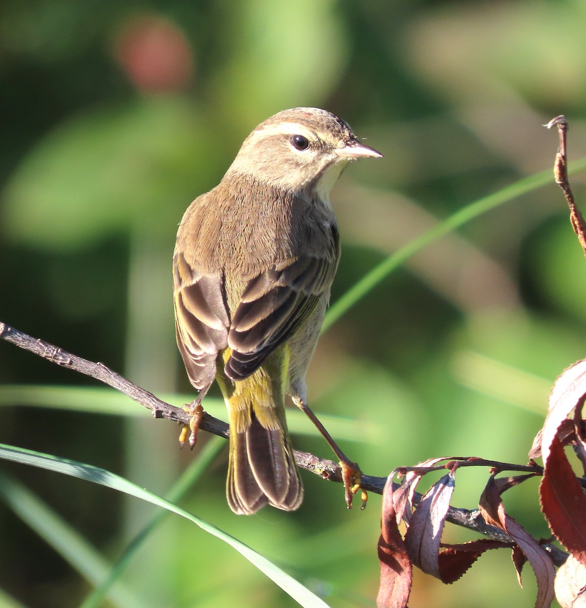 Palm Warbler - ML624037746