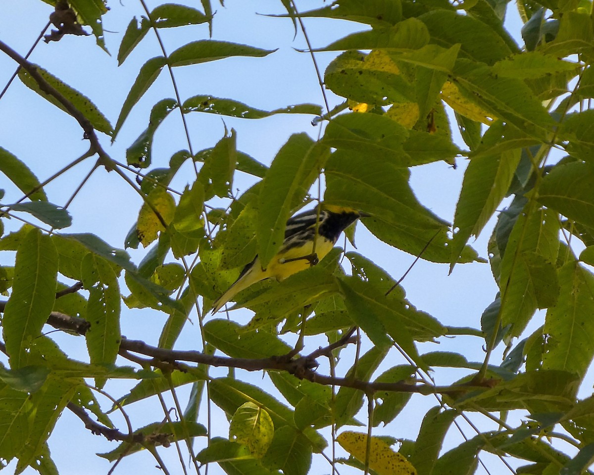 Black-throated Green Warbler - Kathy L. Mock