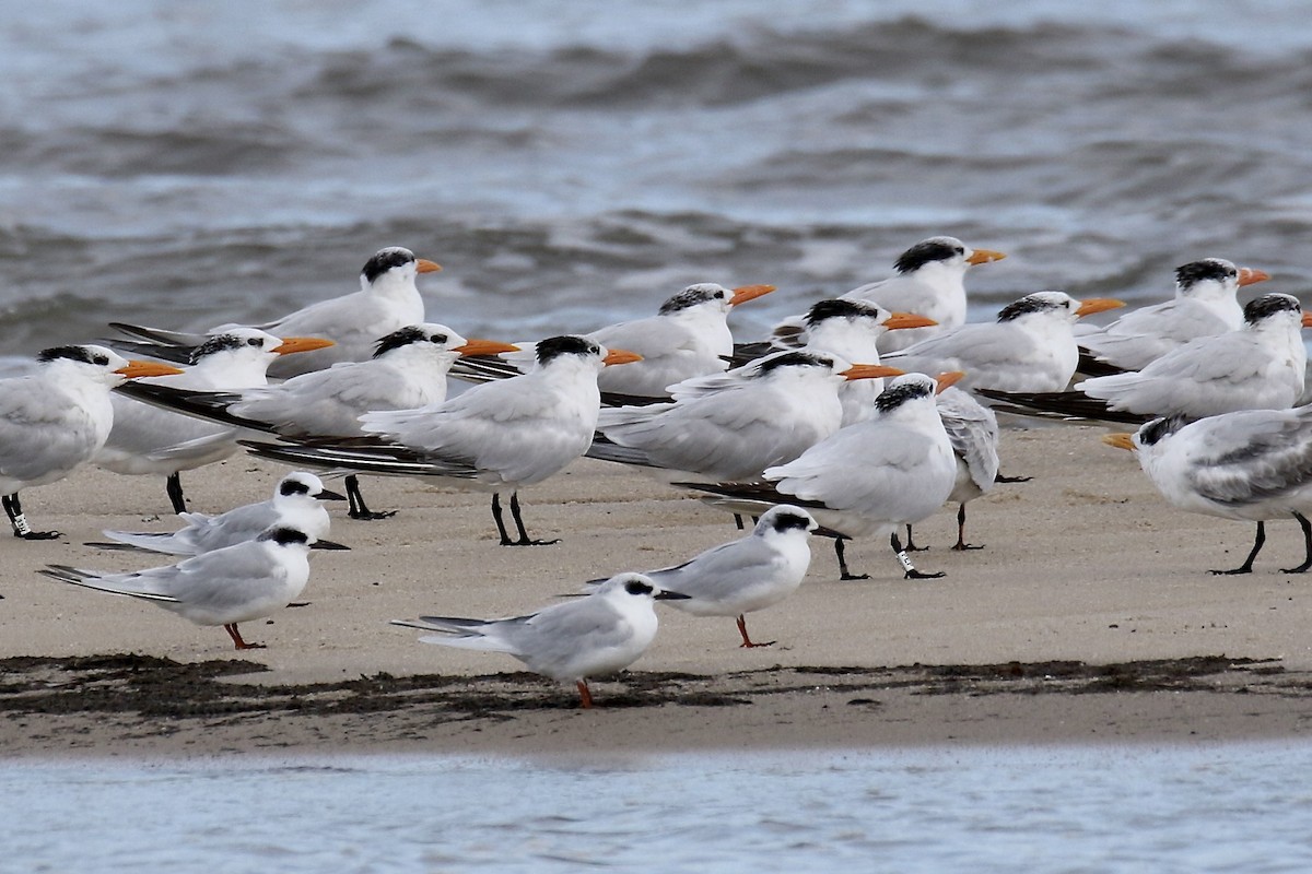 Royal Tern - ML624037758