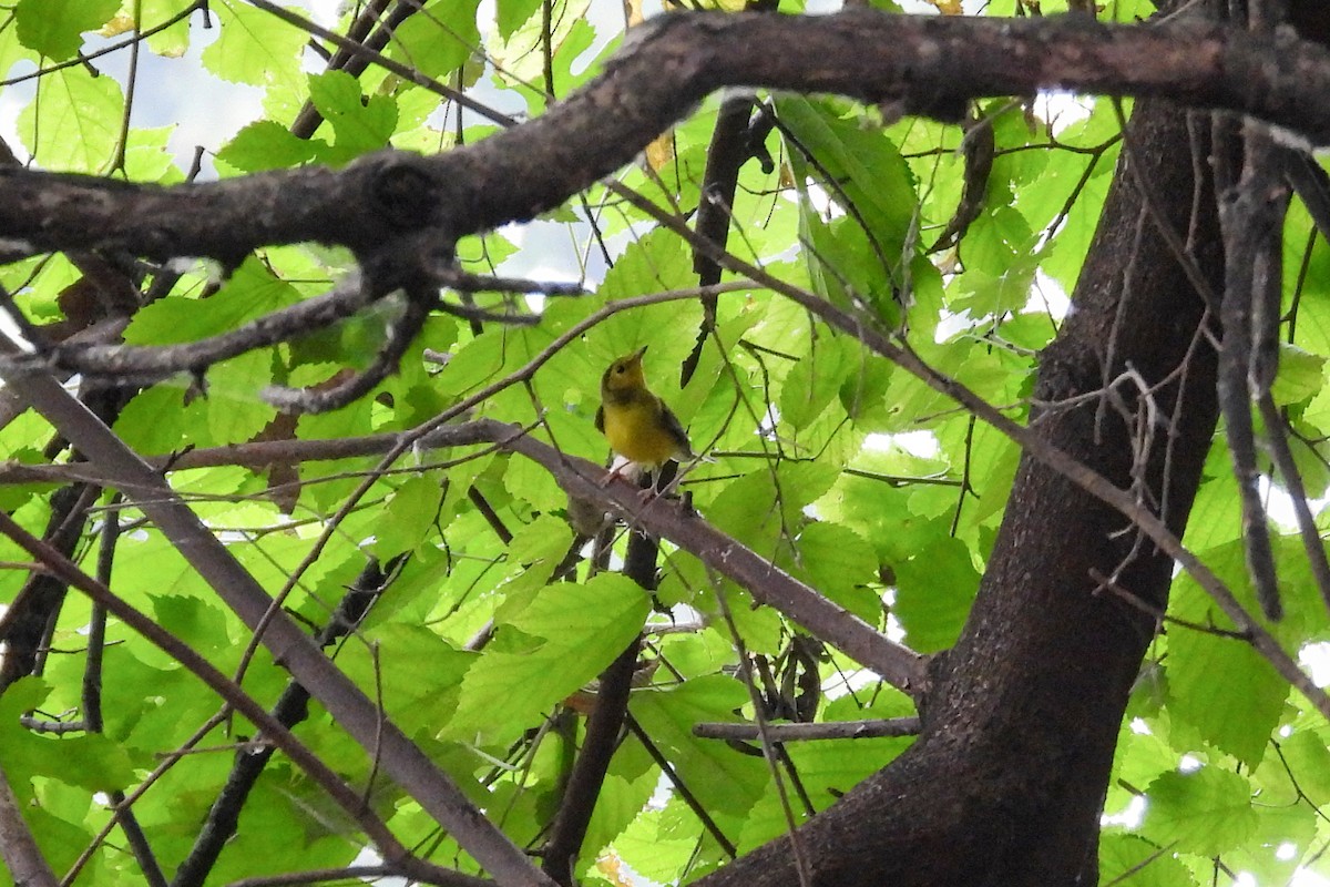 Hooded Warbler - ML624037763