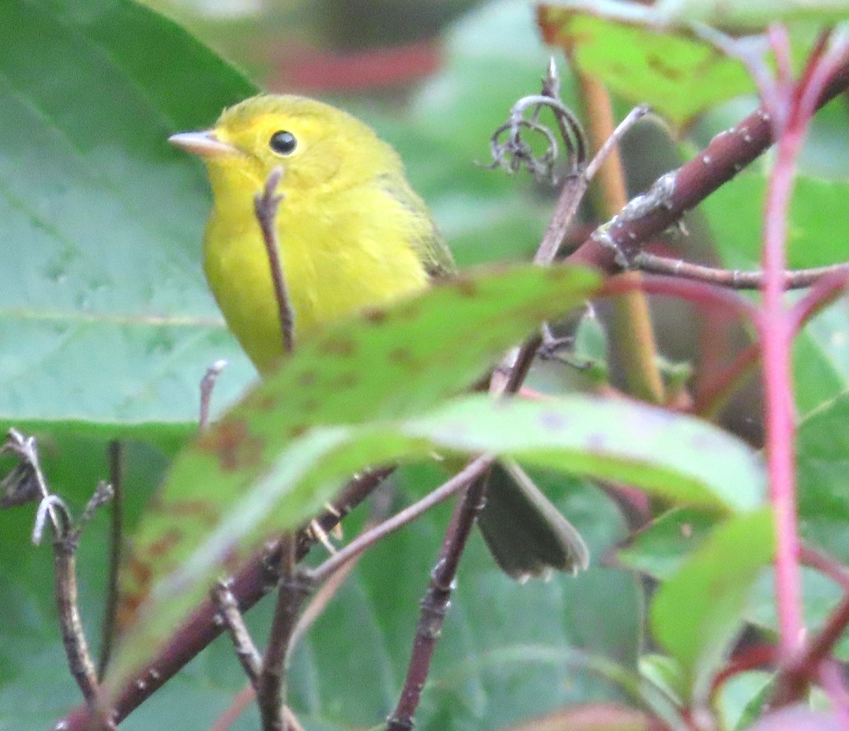 Wilson's Warbler - ML624037767