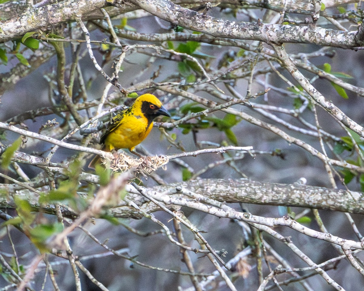 Village Weaver - ML624037768