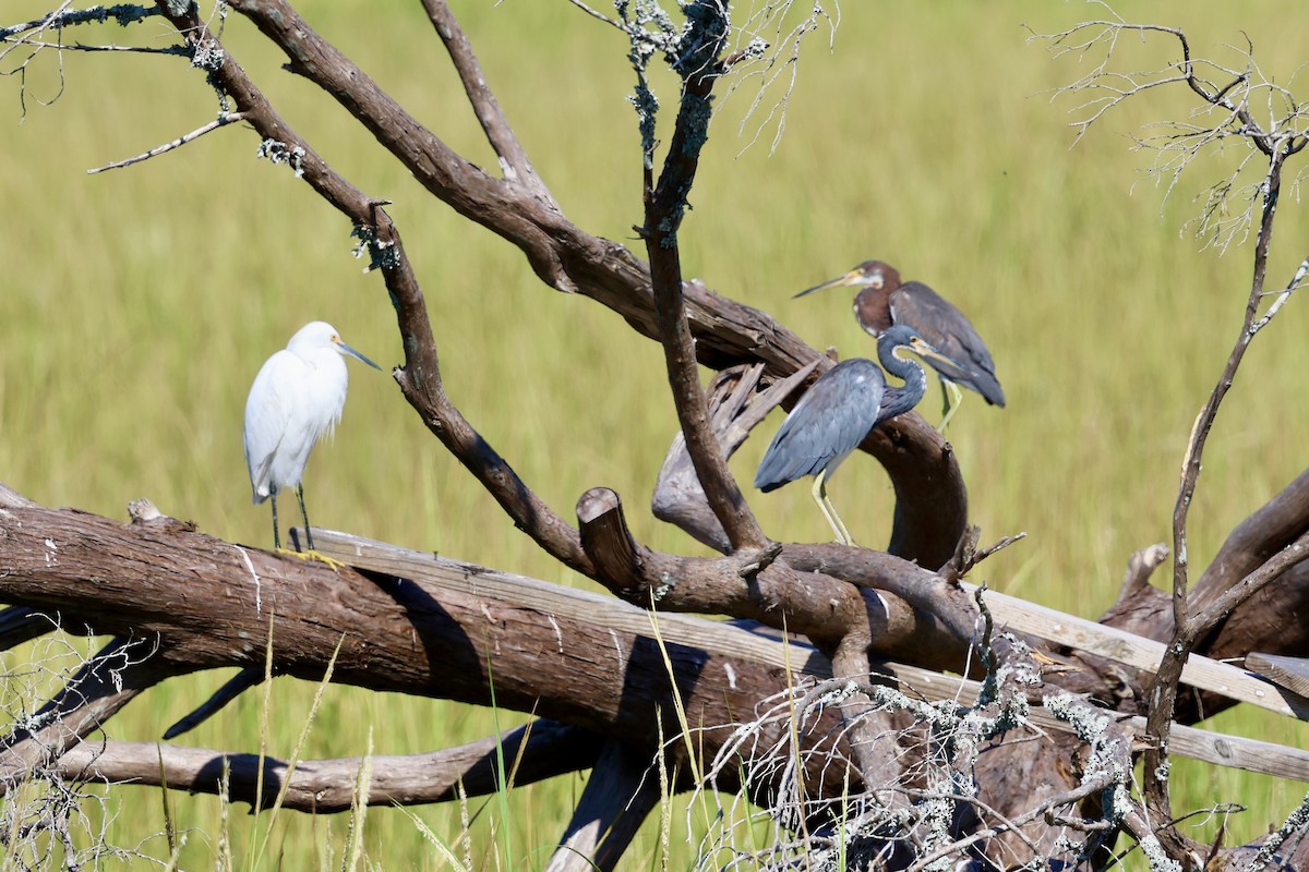 Snowy Egret - ML624037779