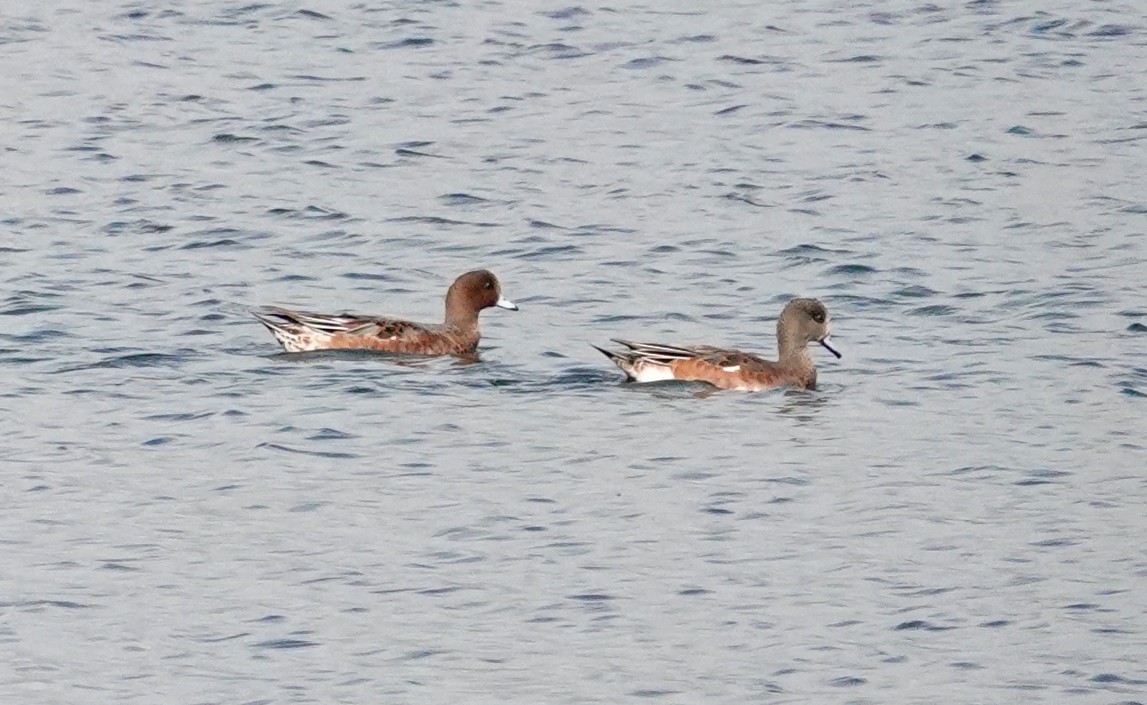 Eurasian Wigeon - ML624037786